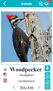 english-animals-vocabulary-premium-20-01